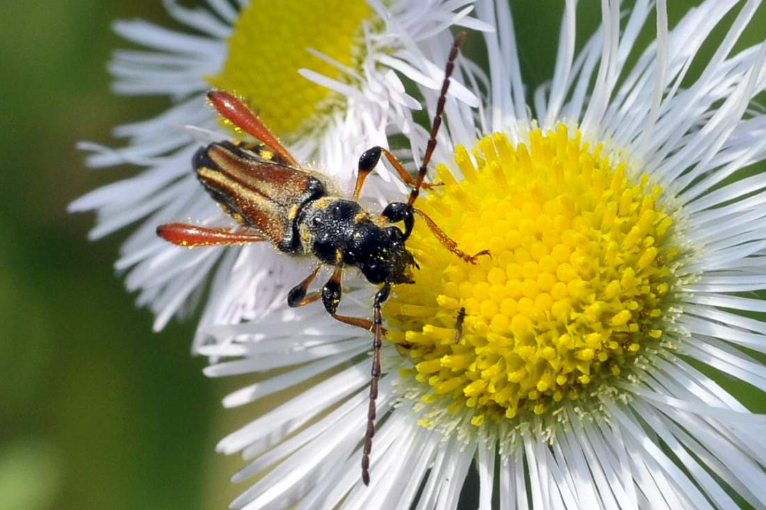 Stenopterus rufus